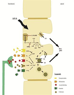 Induction of Secretagogue Independent Gastric Acid Secretion via a Novel Aspirin-Activated Pathway